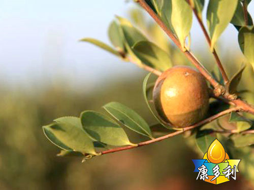 �л��Ͳ����9