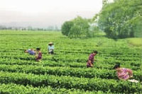 BG����,�Ͳ���ֲ�����ӹ�����,ֲ������ֲ�����ӹ�����