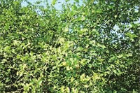 BG����,�Ͳ���ֲ�����ӹ�����,ֲ������ֲ�����ӹ�����