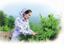 BG����,�Ͳ���ֲ�����ӹ�����,ֲ������ֲ�����ӹ�����